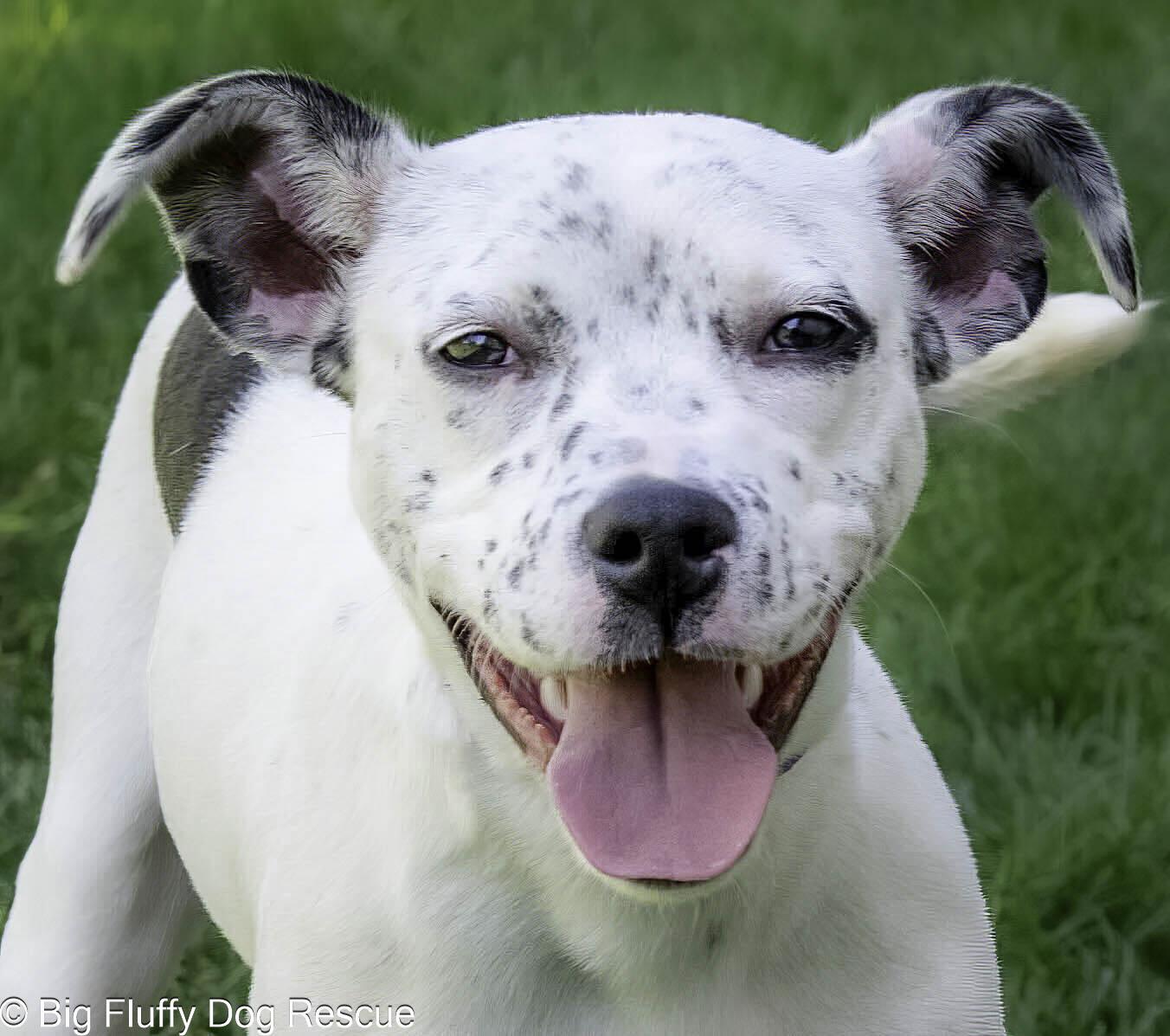 Bessie, a Adoptable mixed breed in Erie, PA image 1/3