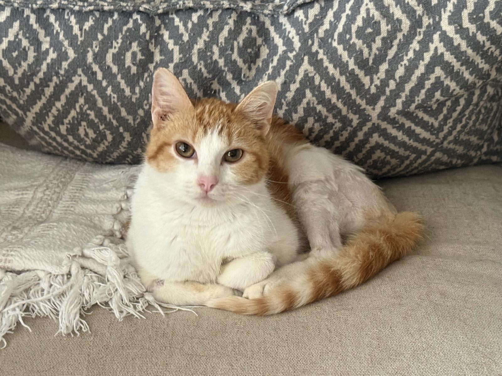 Cobbler, Adoptable, Kitten Male Tabby.