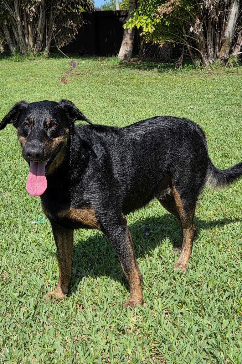 Enlarge Betty 3551, a Adoptable mixed breed in Oakland Park, FL image 1/3