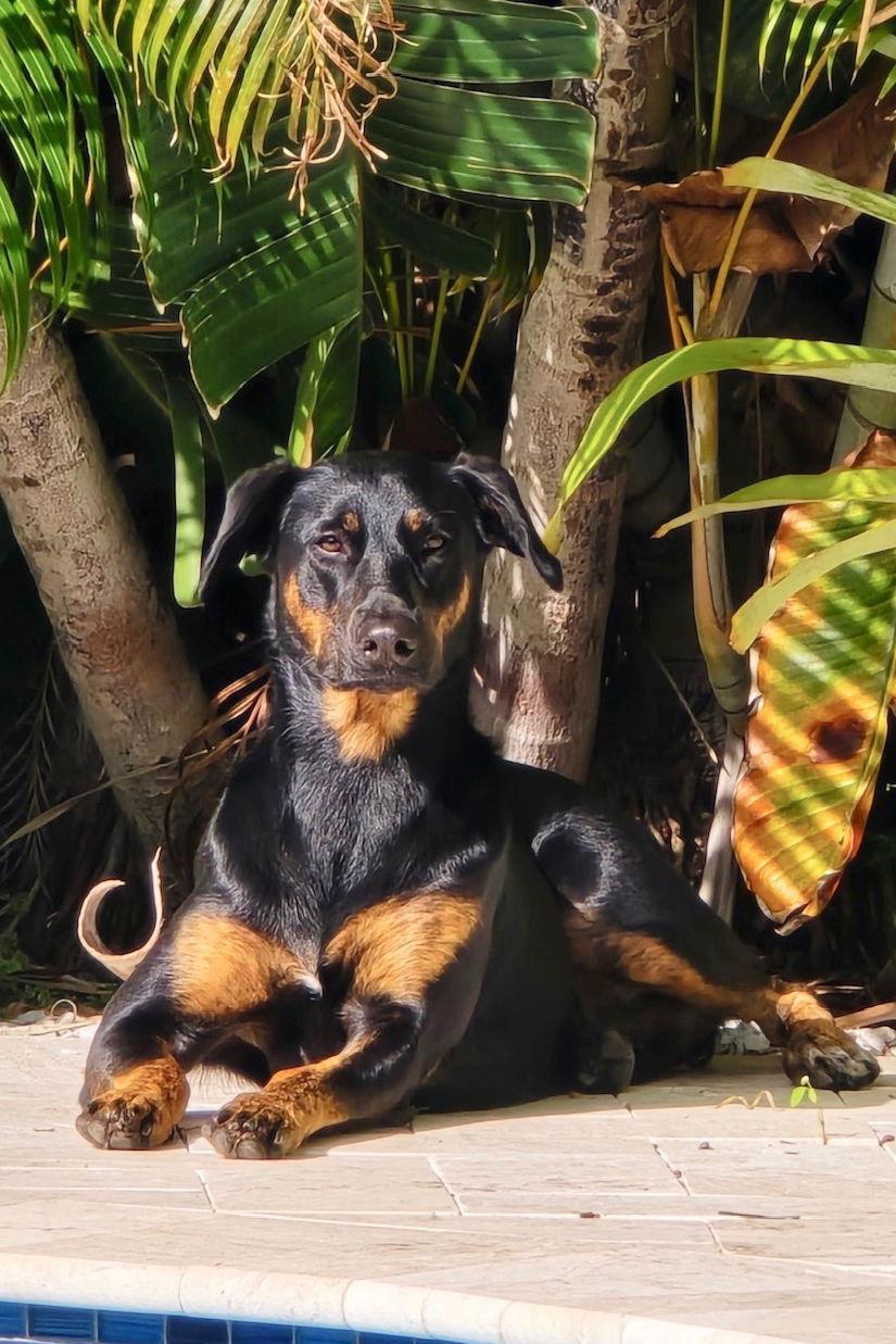 Enlarge Betty 3551, a Adoptable mixed breed in Oakland Park, FL image 2/3