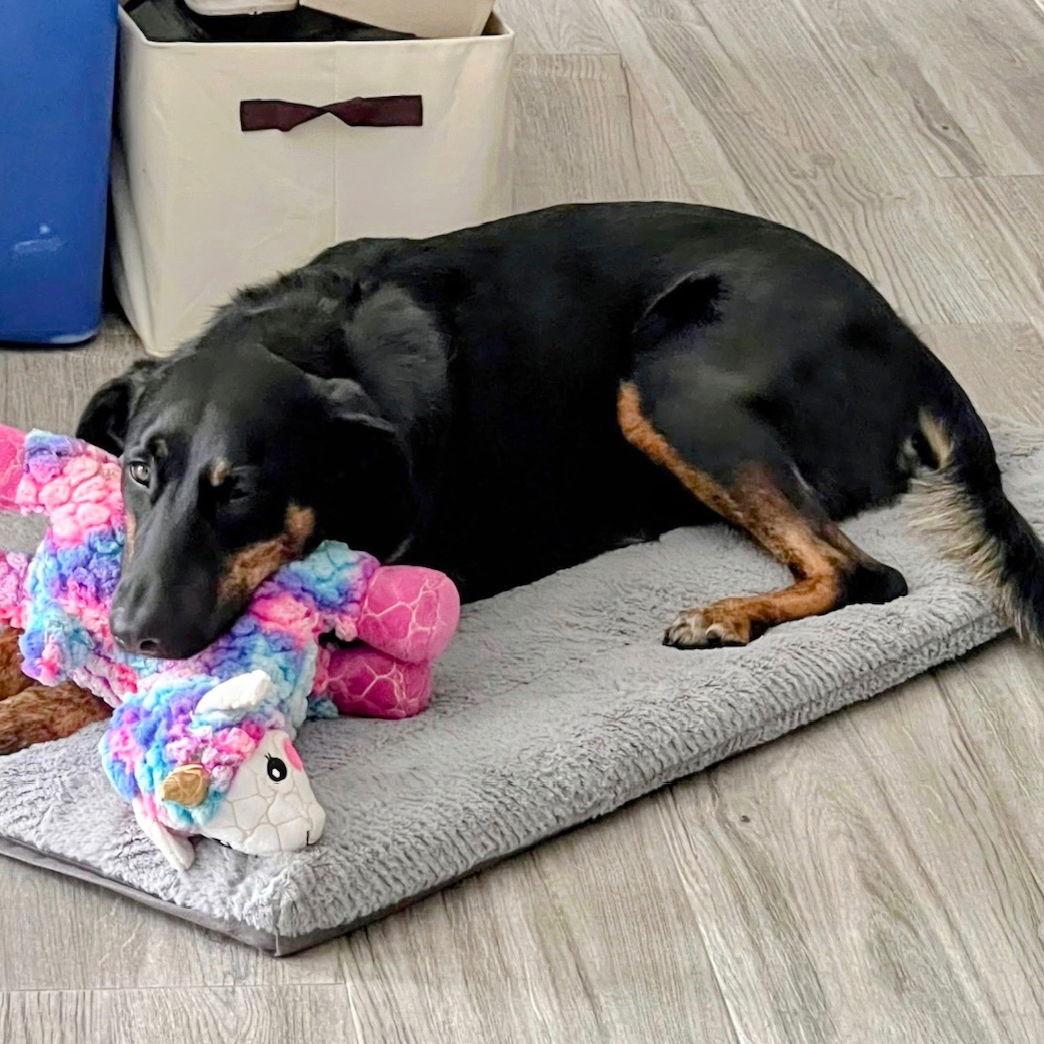 Enlarge Betty 3551, a Adoptable mixed breed in Oakland Park, FL image 3/3