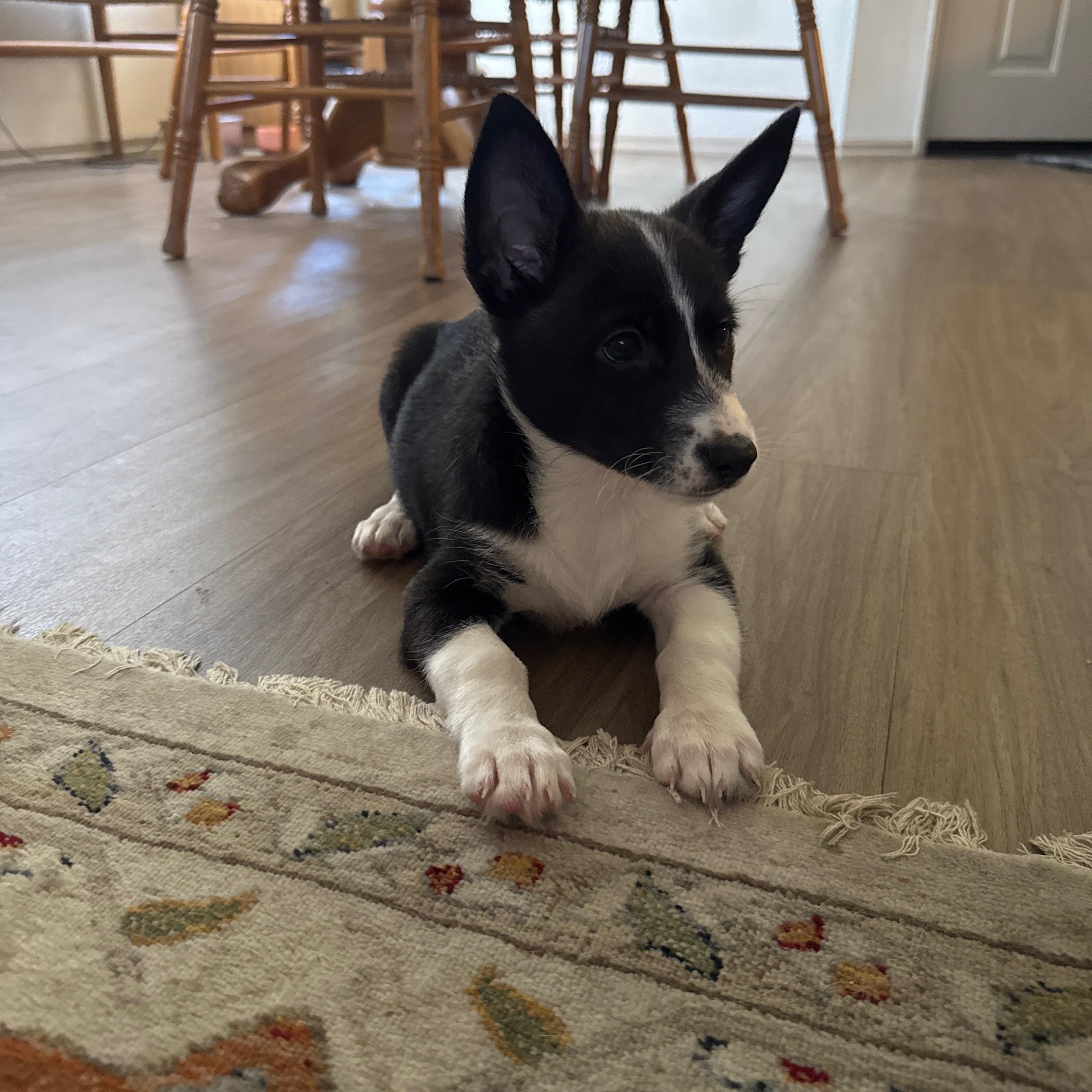 Enlarge Janet, a Adopted mixed breed in Seal Beach, CA image 4/6