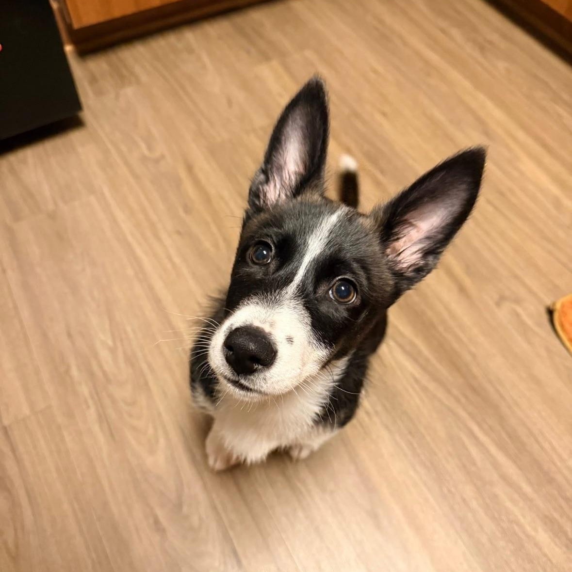 Enlarge Janet, a Adopted mixed breed in Seal Beach, CA image 6/6