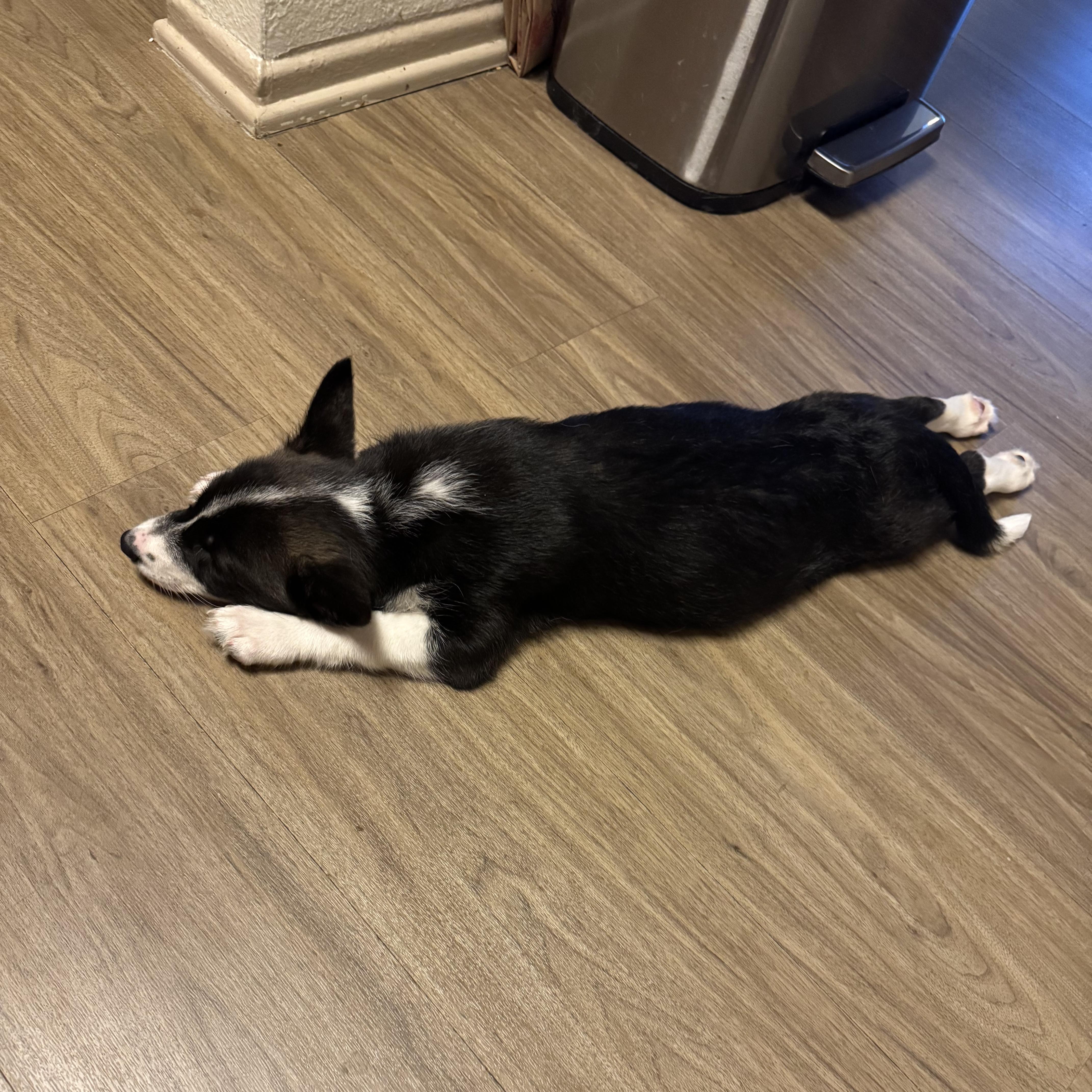 Enlarge Janet, a Adopted mixed breed in Seal Beach, CA image 2/6