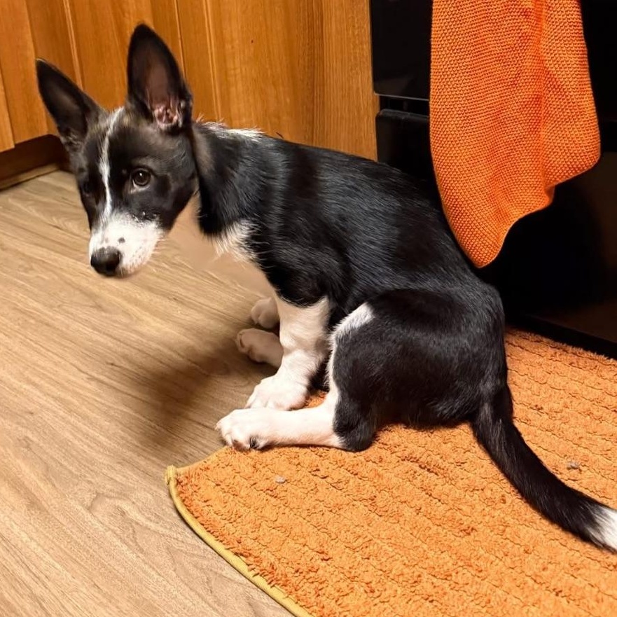 Enlarge Janet, a Adopted mixed breed in Seal Beach, CA image 3/6
