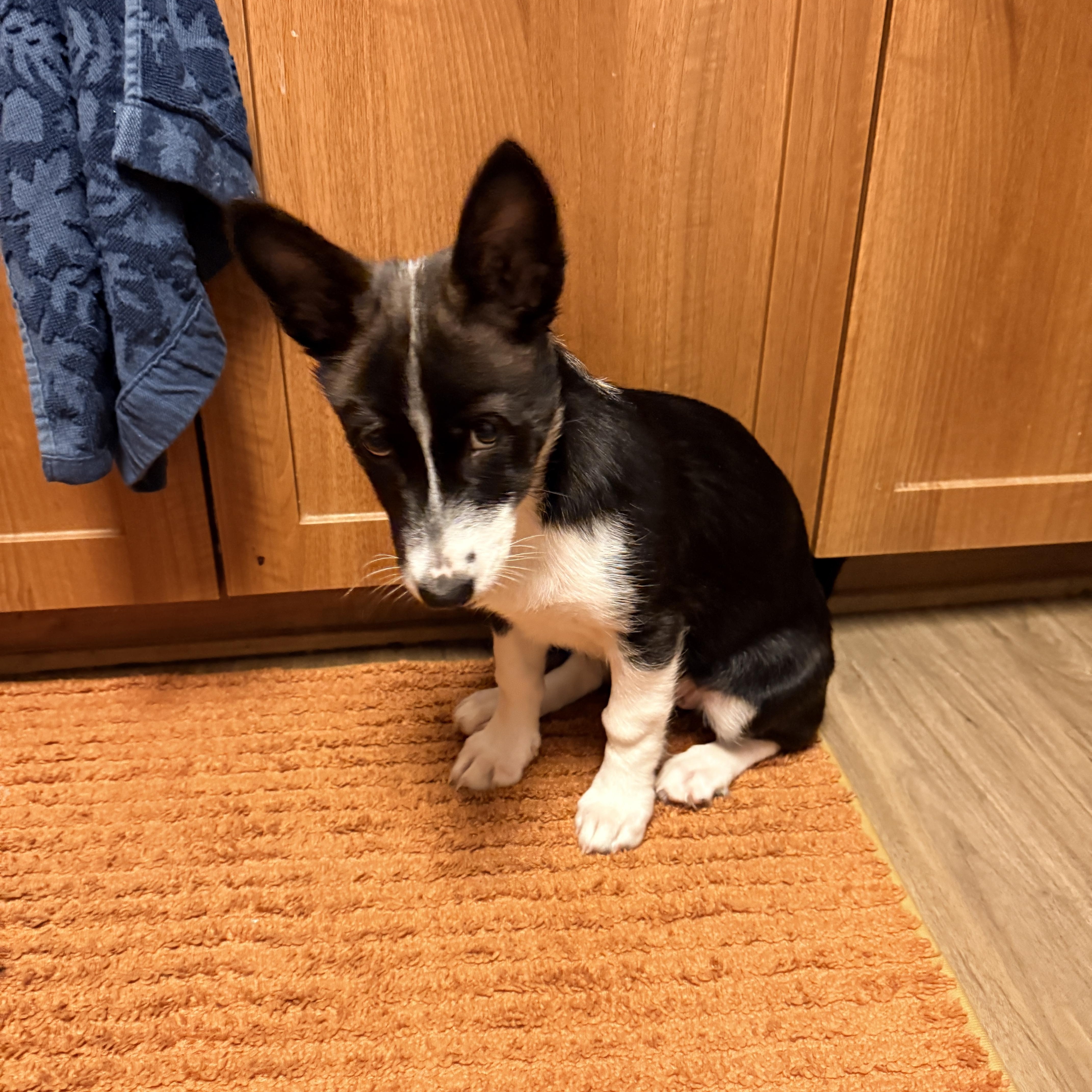 Janet, Adopted, Young Female Border Collie & Corgi.