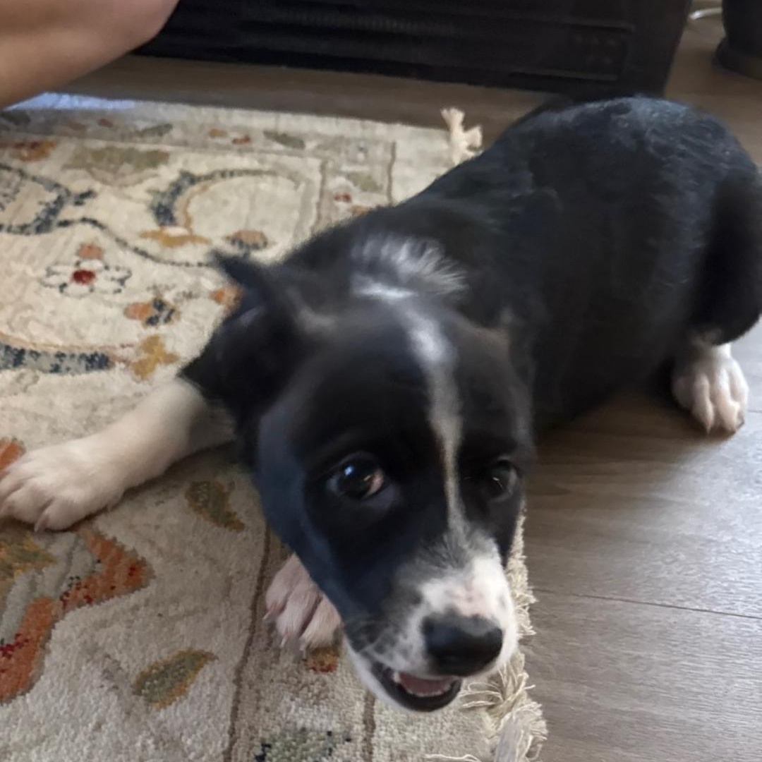 Enlarge Janet, a Adopted mixed breed in Seal Beach, CA image 5/6