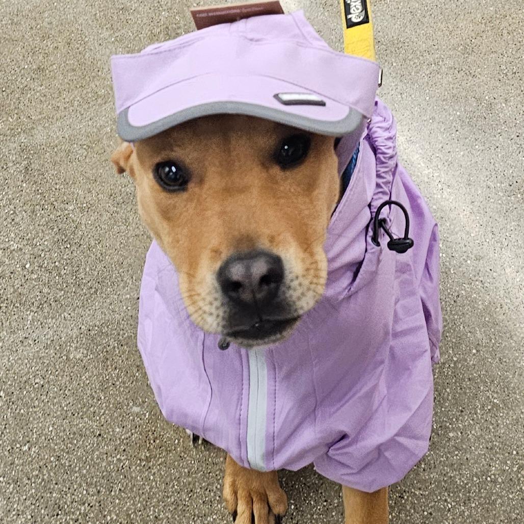 Sky, Adoptable, Puppy Female Mixed Breed.