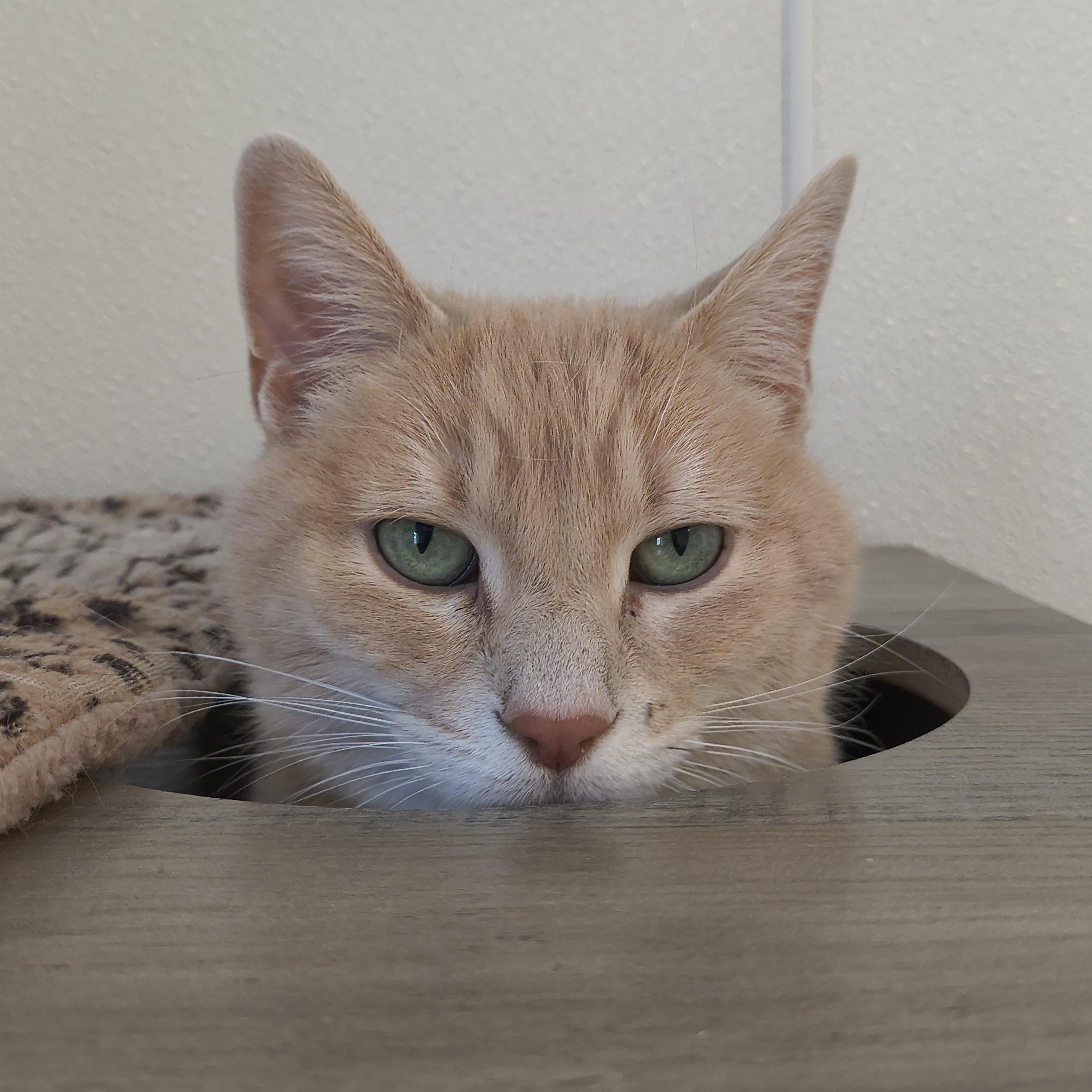 Kyra, a Adoptable Domestic Short Hair in Manistique, MI image 2/2