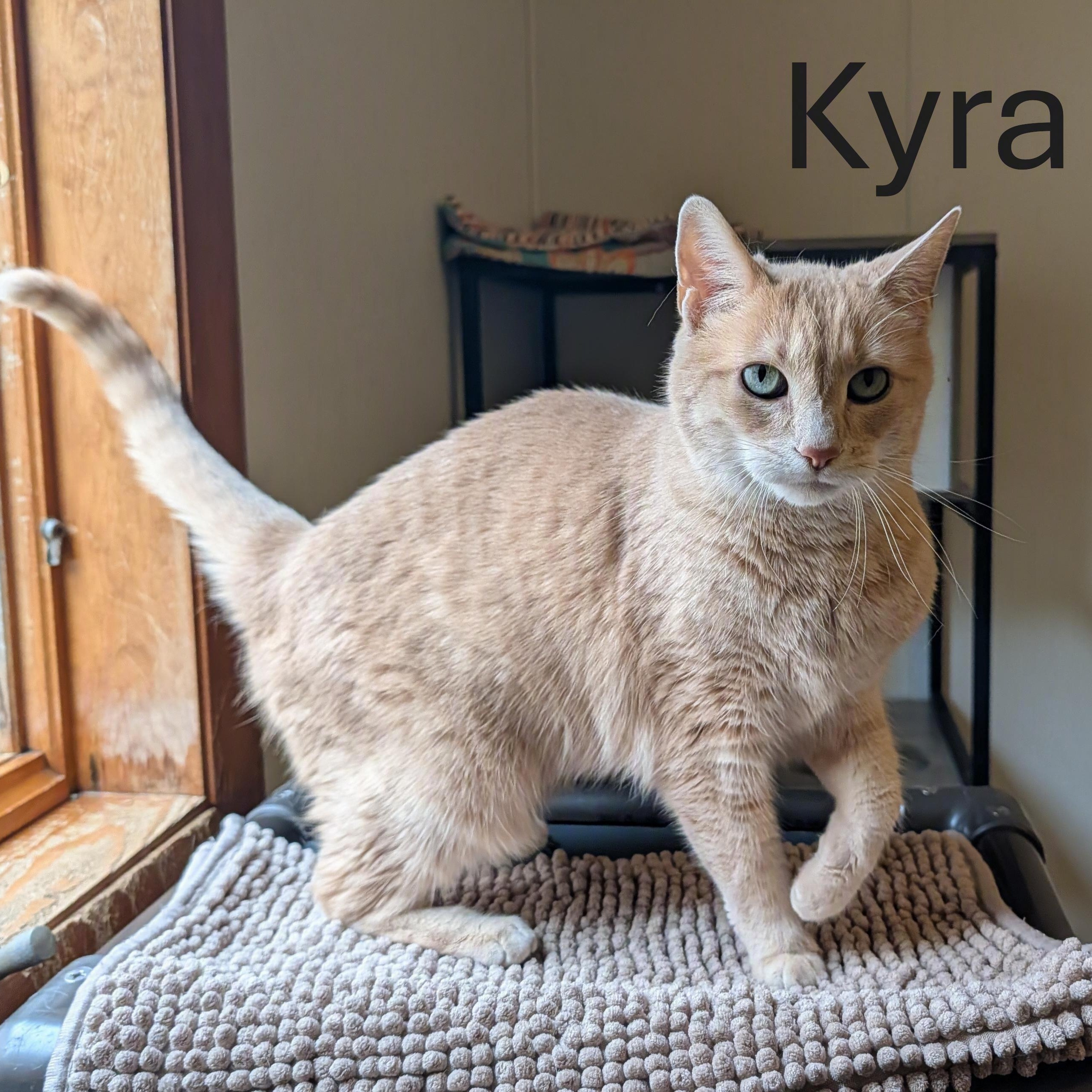 Kyra, Adoptable, Senior Female Domestic Short Hair.