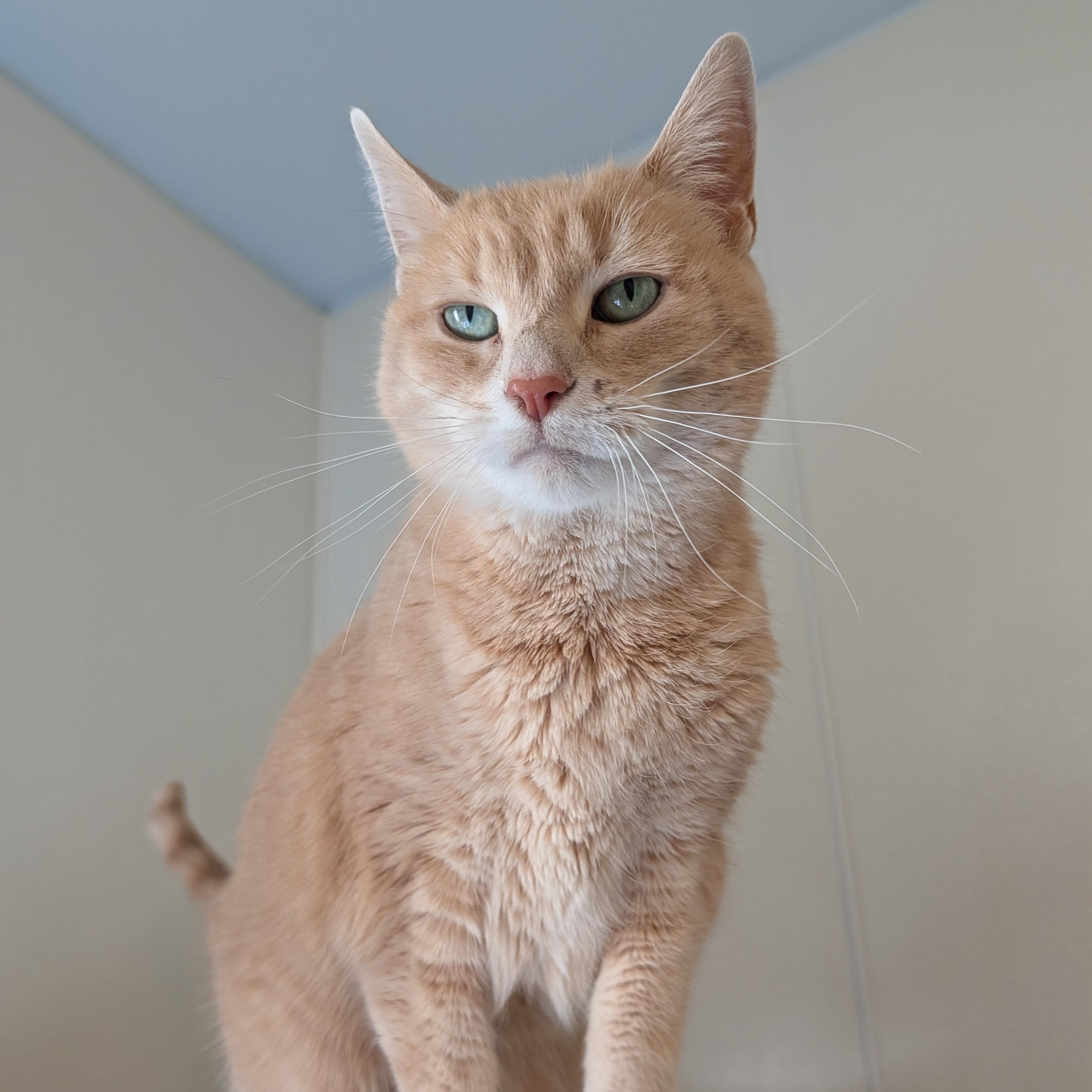 Enlarge Kyra, a Adoptable Domestic Short Hair in Manistique, MI image 4/4