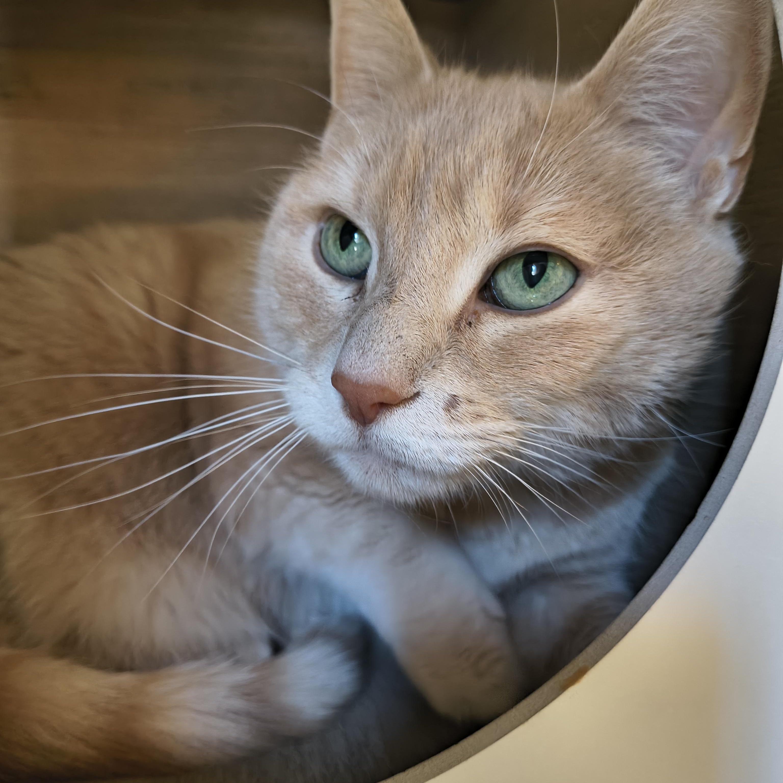 Kyra, Adoptable, Senior Female Domestic Short Hair.