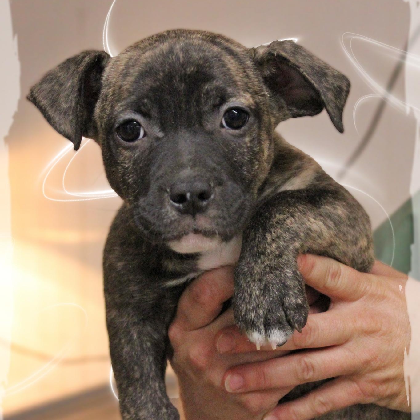 Enlarge Clyde, an adopted mixed breed in Amelia, OH image 1/1