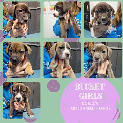 Bucket Boss, Adoptable, Puppy Female Mixed Breed & Mixed Breed.