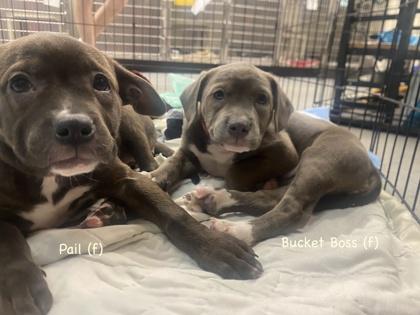 Enlarge Bucket Boss, a Adoptable mixed breed in Hobart, IN image 2/2