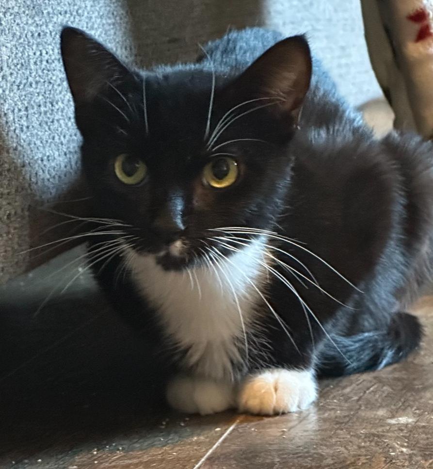 Jackie, Adoptable, Adult Female Domestic Short Hair.