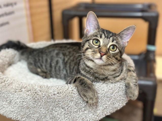 Enlarge Jurupa, a Adoptable Domestic Short Hair in Mission Viejo, CA image 1/3