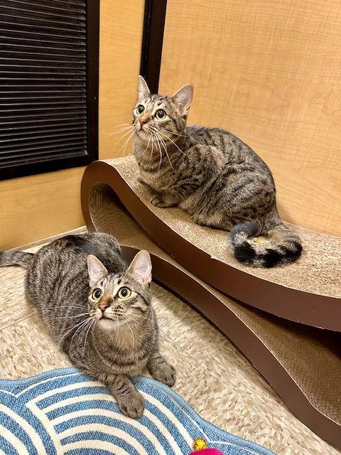 Jurupa, Adoptable, Young Female Domestic Short Hair.