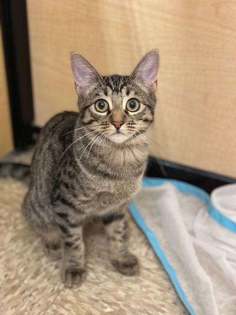 Enlarge Jurupa, a Adoptable Domestic Short Hair in Mission Viejo, CA image 2/3