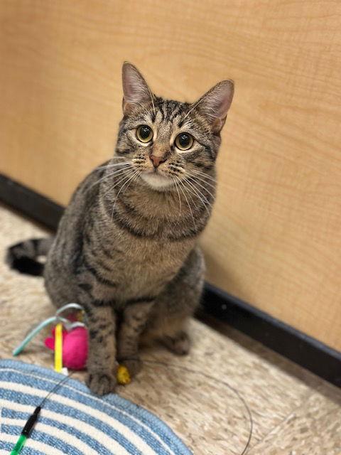 Enlarge Jurupa, a Adoptable Domestic Short Hair in Mission Viejo, CA image 2/3