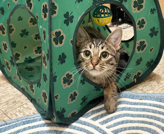 Enlarge Jurupa, a Adoptable Domestic Short Hair in Mission Viejo, CA image 3/3