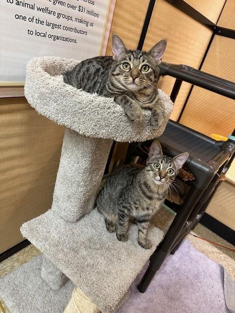 Enlarge Jurupa, a Adoptable Domestic Short Hair in Mission Viejo, CA image 3/3