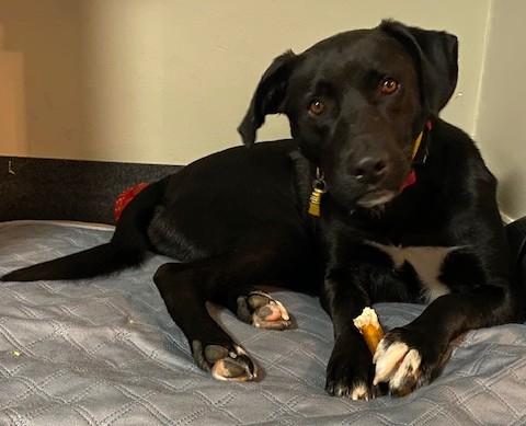Enlarge Maverick Muffin ~ Local Guy, a Adoptable mixed breed in Andover, MA image 4/6
