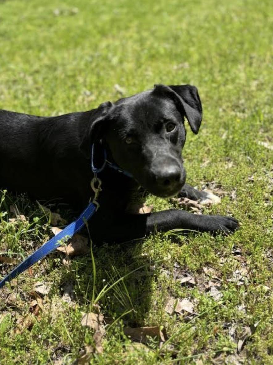 Enlarge Maverick Muffin ~ Local Guy, a Adoptable mixed breed in Andover, MA image 5/6