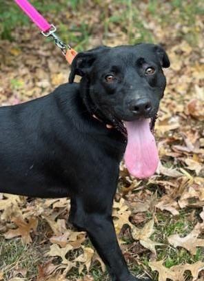 Enlarge Maverick Muffin ~ Local Guy, a Adoptable mixed breed in Andover, MA image 3/6