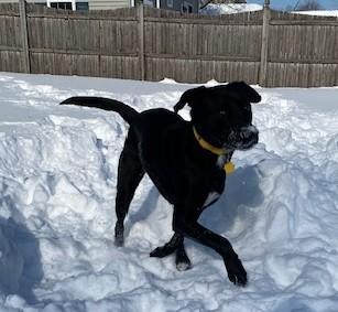 Enlarge Maverick Muffin ~ Local Guy, a Adoptable mixed breed in Andover, MA image 2/6