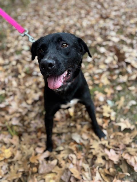 Enlarge Maverick Muffin ~ Local Guy, a Adoptable mixed breed in Andover, MA image 1/6