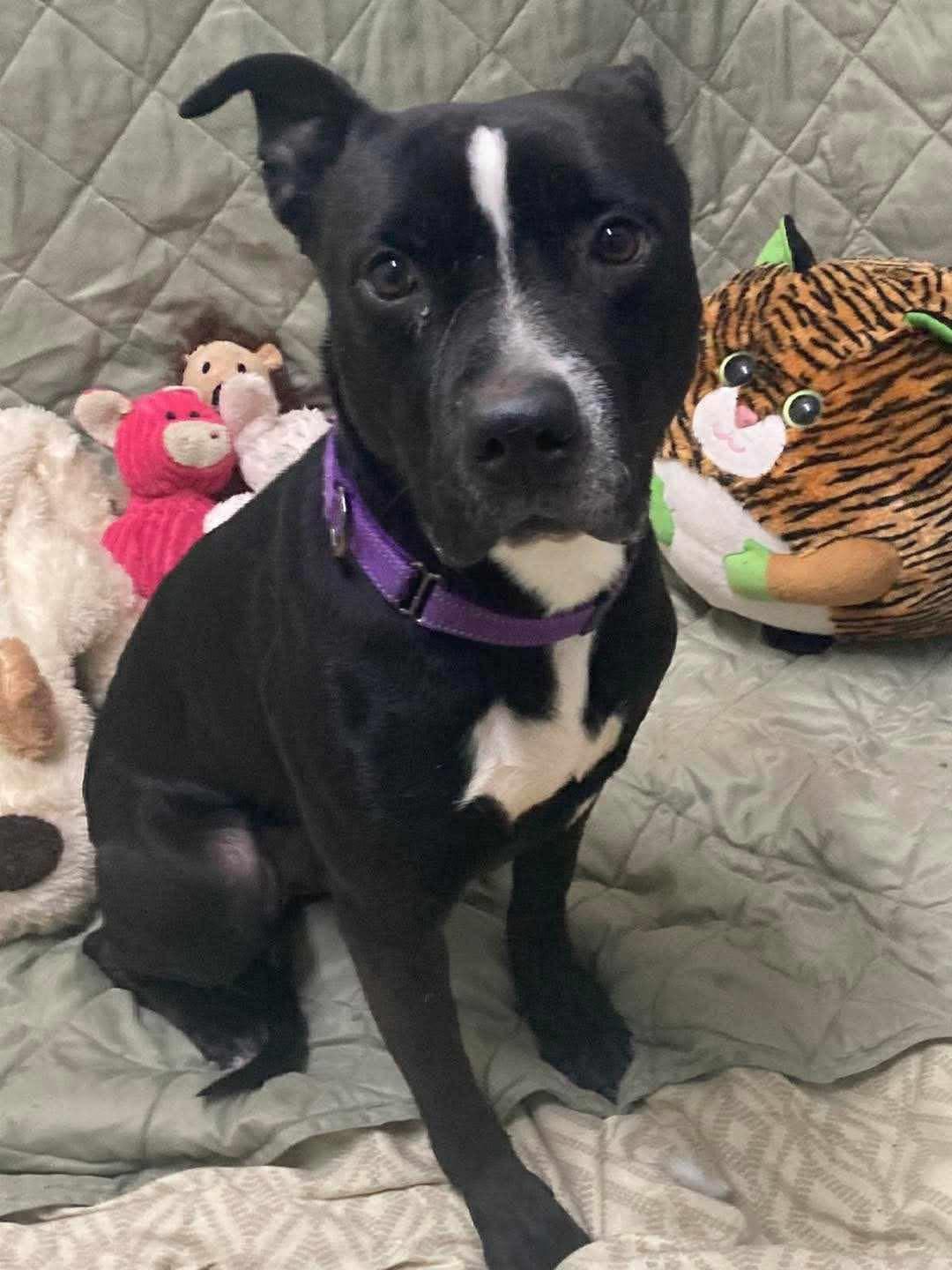 Austin, a Adoptable mixed breed in Richmond, MO image 1/2