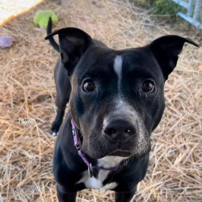 Austin, a Adoptable mixed breed in Richmond, MO image 2/2