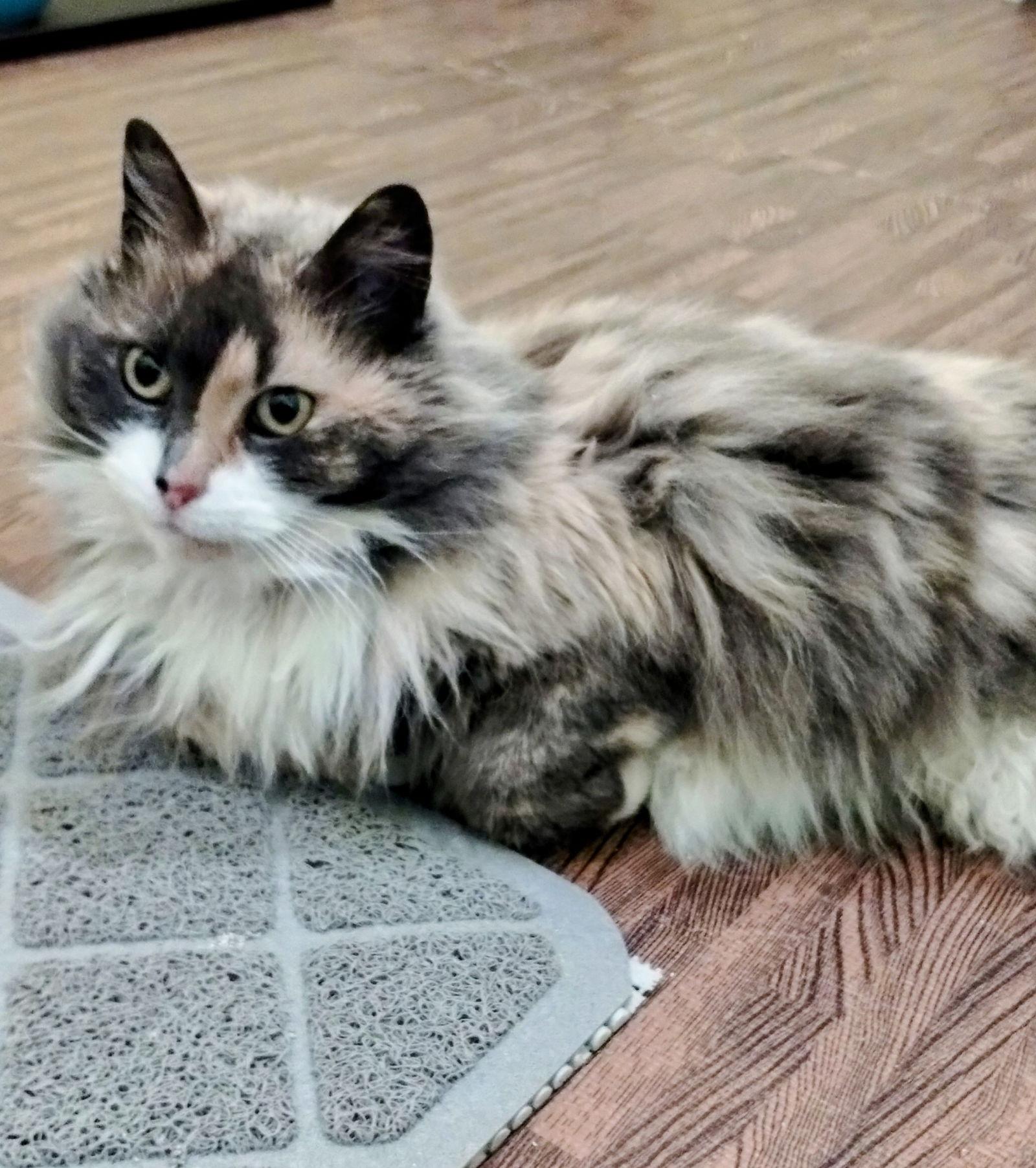 Enlarge Betty, a Adopted mixed breed in Allentown, PA image 1/1