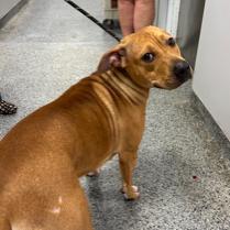 Queenie, Adoptable, Adult Female Mixed Breed.