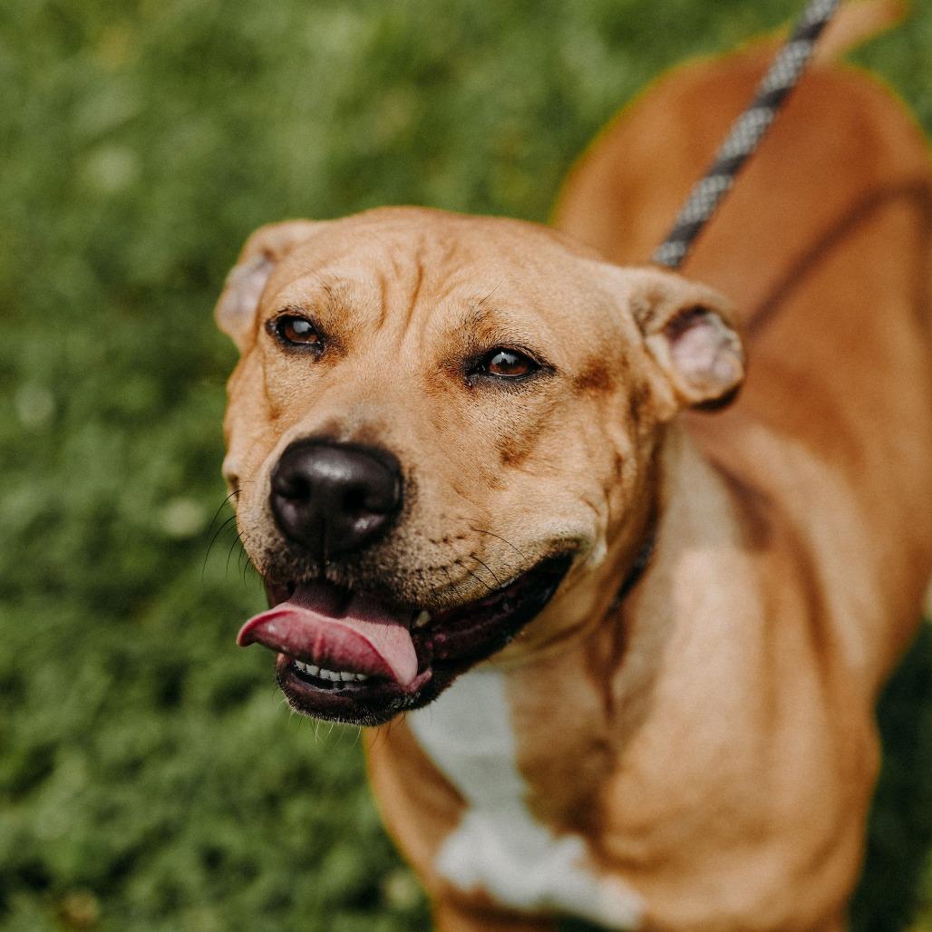 Queenie, a Adoptable Mixed Breed in Jeffersonville, IN image 2/4