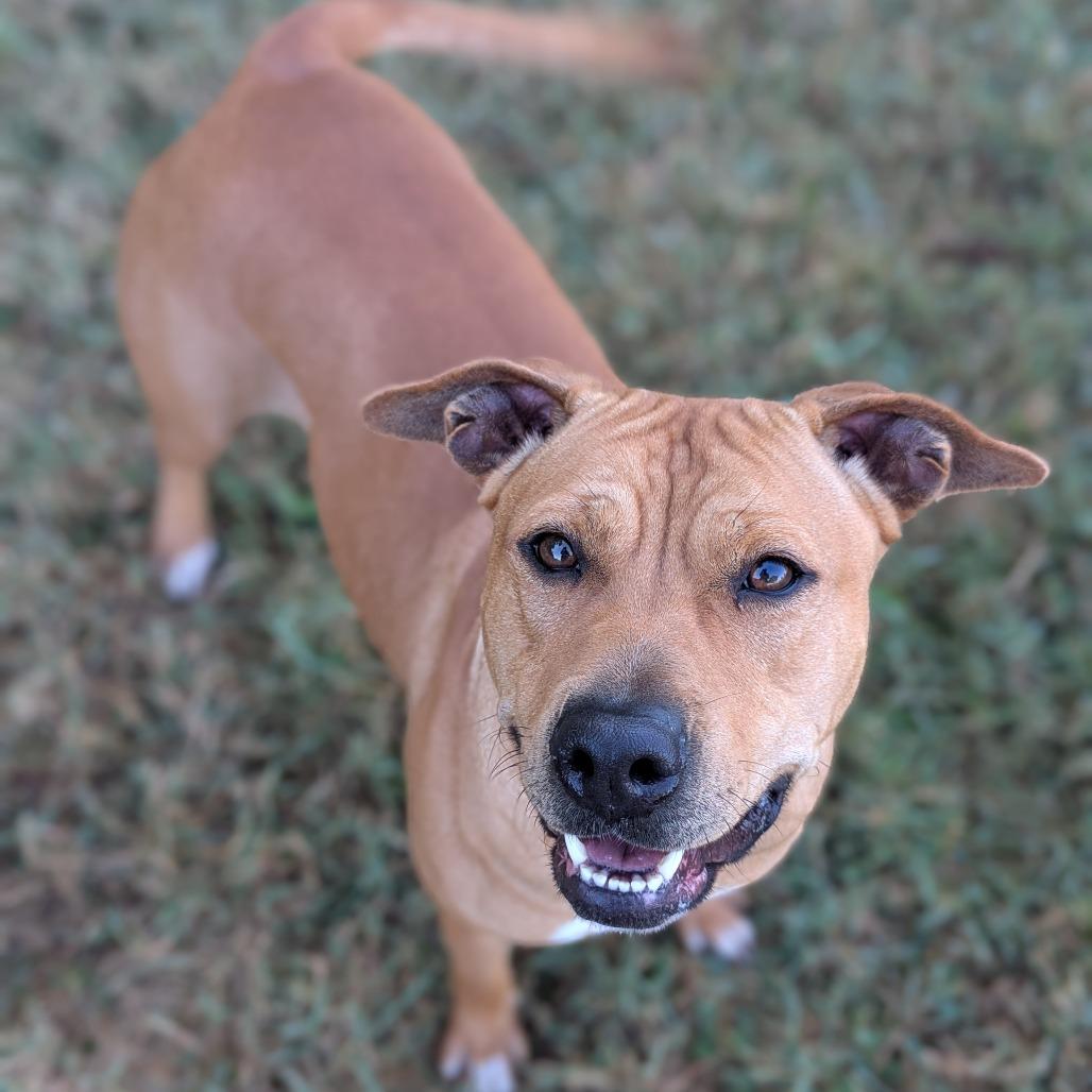 Queenie, a Adoptable Mixed Breed in Jeffersonville, IN image 3/4