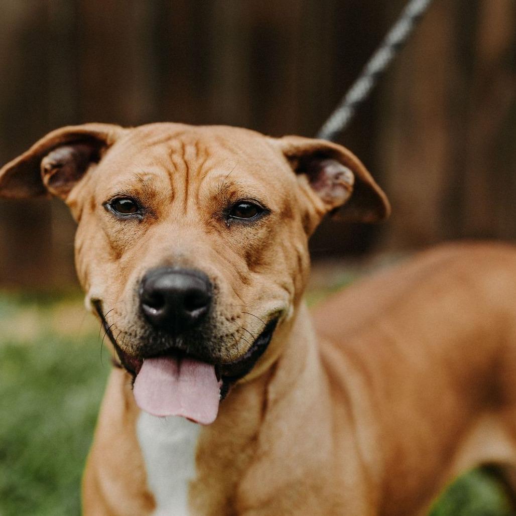Queenie, a Adoptable Mixed Breed in Jeffersonville, IN image 4/4