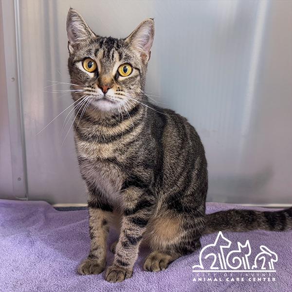 BISCOTTI, Adoptable, Young Female Domestic Short Hair.