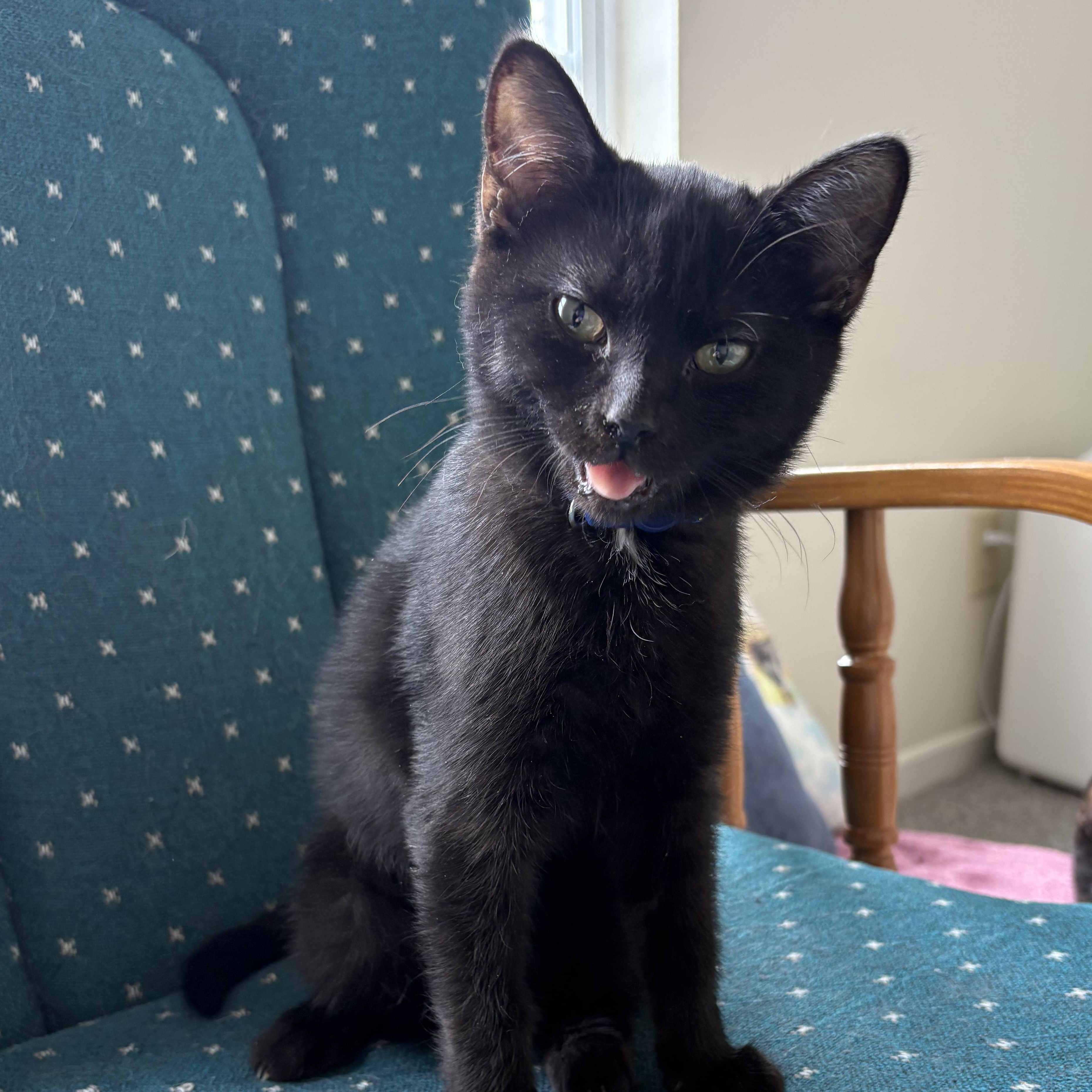 Ink, ADOPTABLE, Kitten Female Domestic Short Hair.