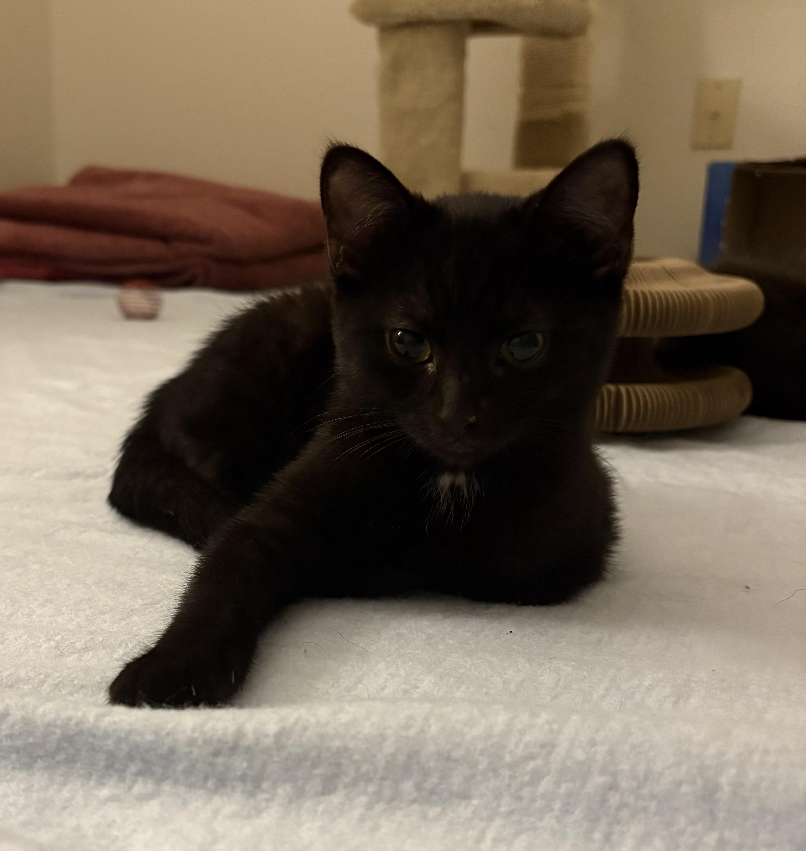 Ink, a ADOPTABLE Domestic Short Hair in Indianapolis, IN image 4/5