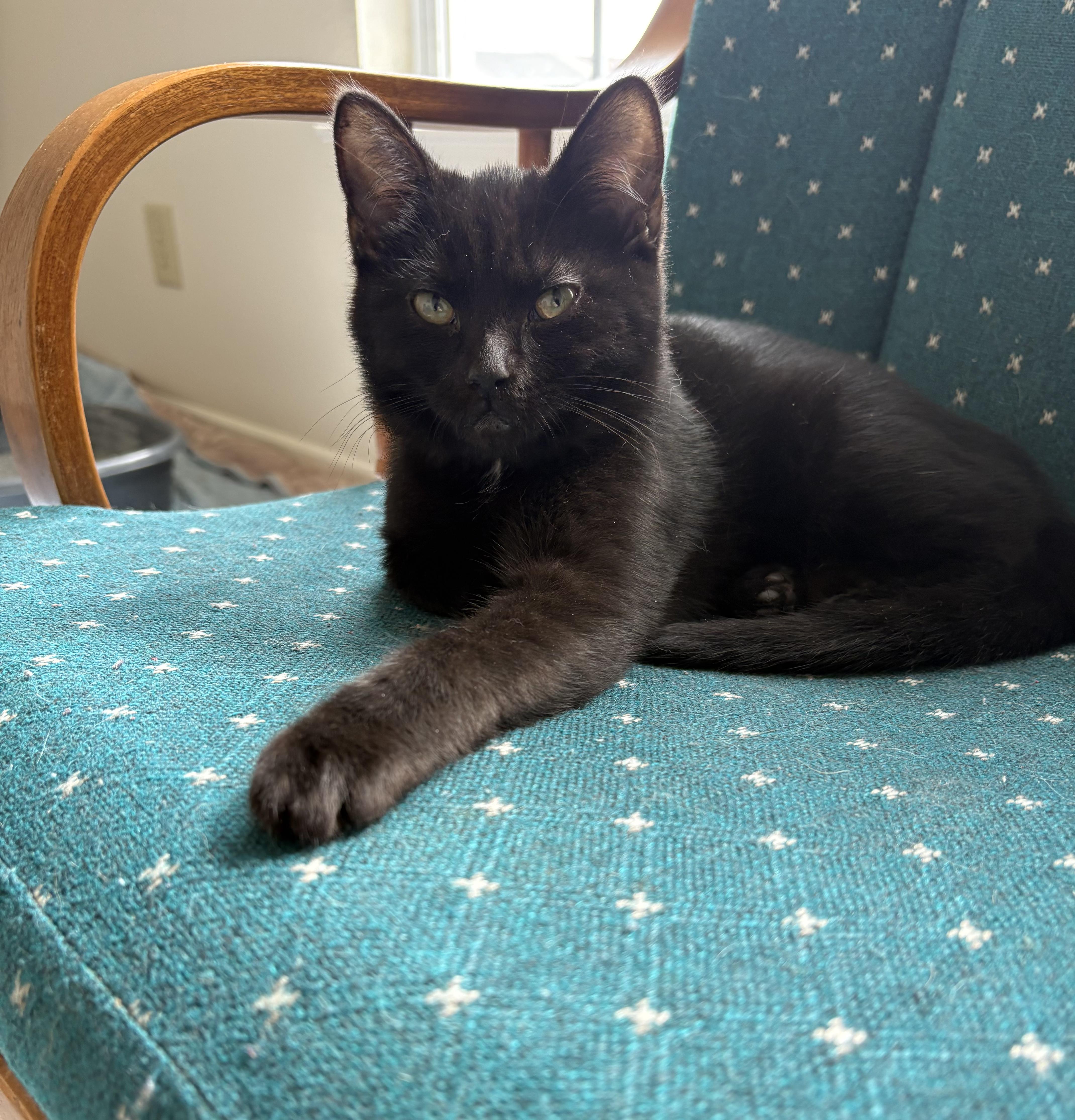 Ink, a ADOPTABLE Domestic Short Hair in Indianapolis, IN image 2/5