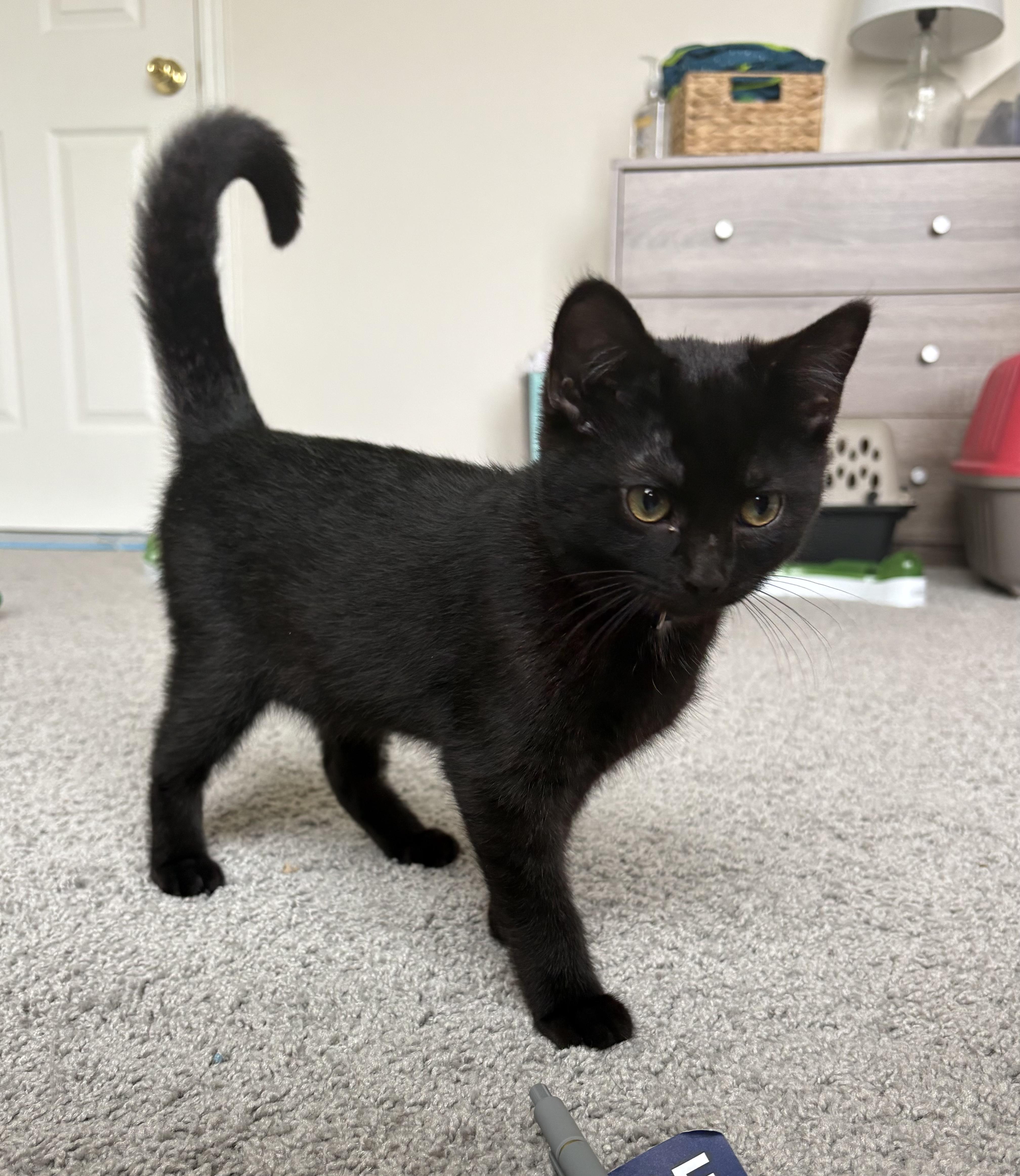 Ink, a ADOPTABLE Domestic Short Hair in Indianapolis, IN image 3/5