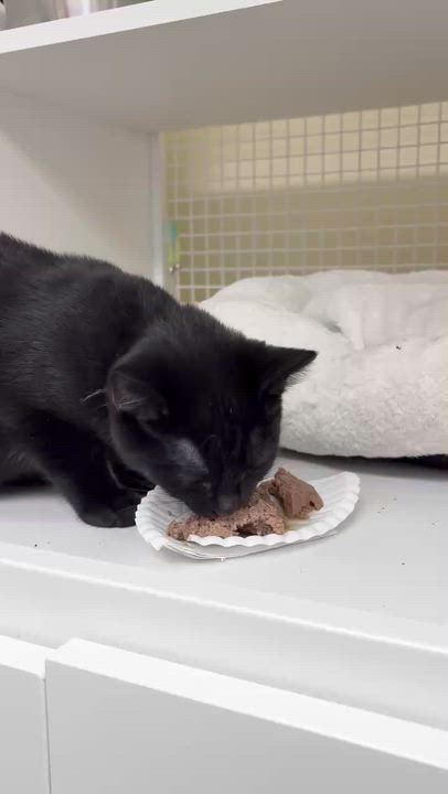 Enlarge Ink, a ADOPTABLE Domestic Short Hair in Indianapolis, IN video 5/5