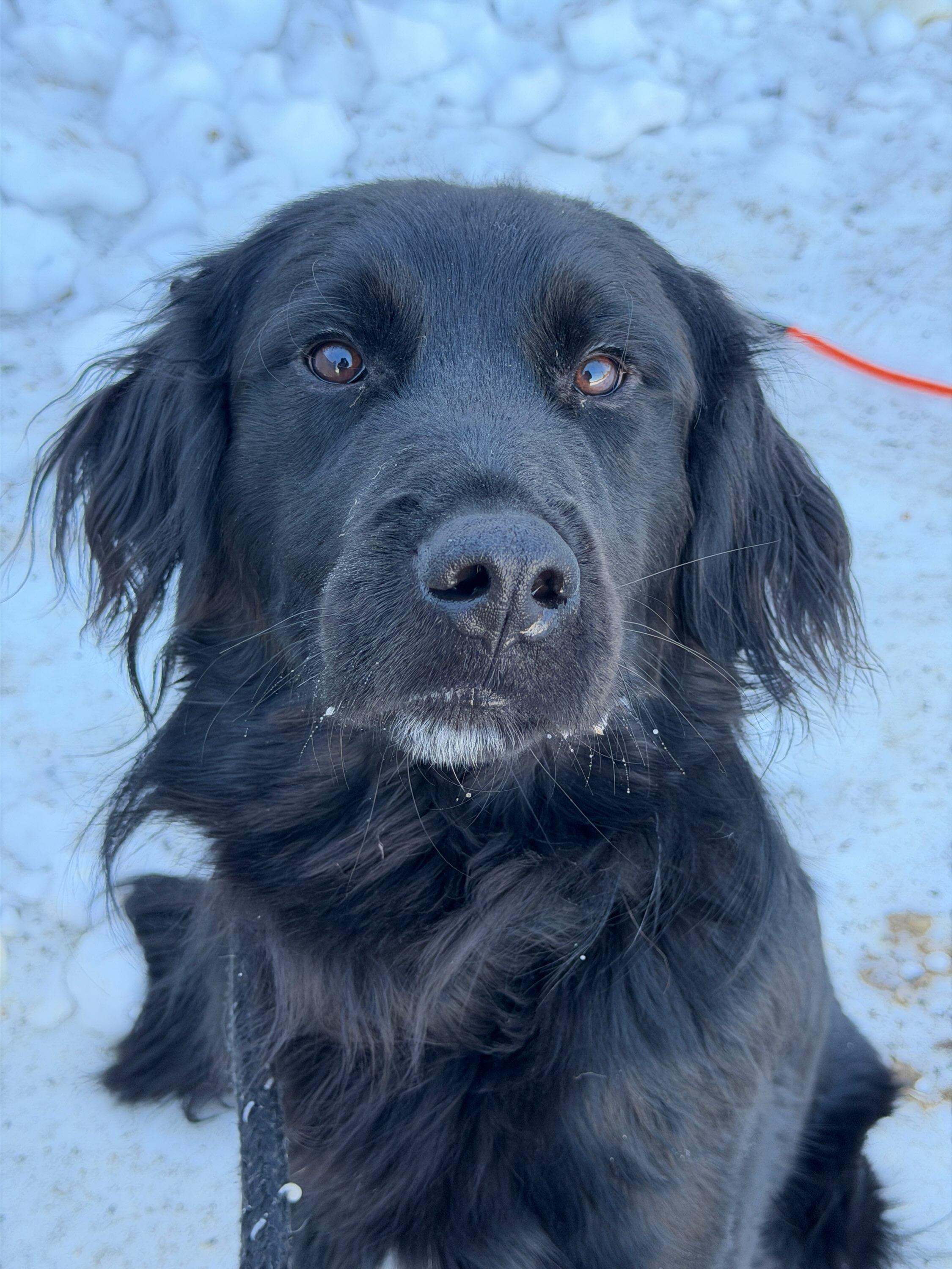 Enlarge Aries (ID 50381/736), an adoptable mixed breed in Manassas, VA image 1/1