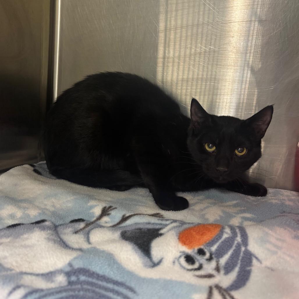 Enlarge Nibbles, a Adoptable Domestic Short Hair in Brookfield, MO image 1/1