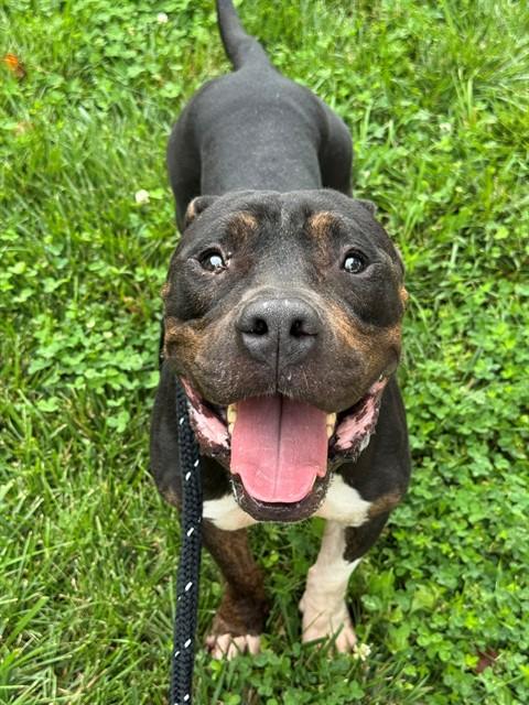 BONGO, Adoptable, Adult Male Terrier & Mixed Breed.