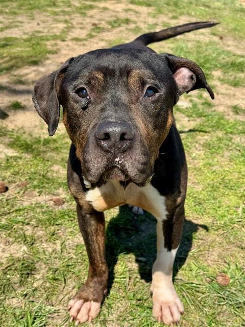 BONGO, Adoptable, Adult Male Terrier.