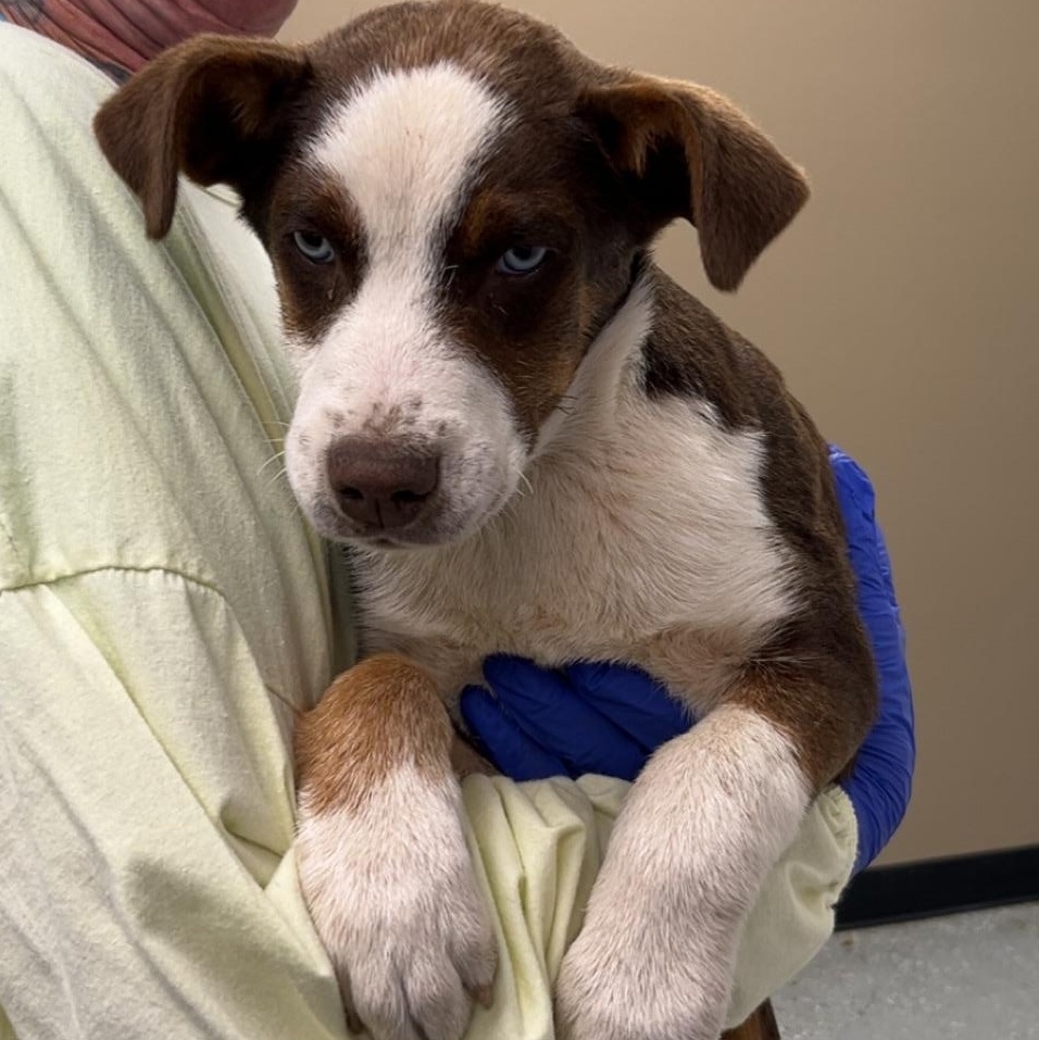 Enlarge Clyde, a ADOPTABLE mixed breed in Maynardville, TN image 1/1