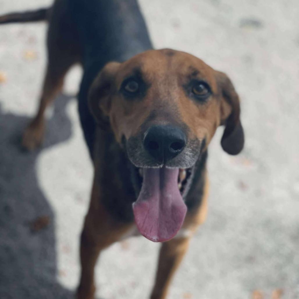 Tipsy, Adoptable, Adult Male Hound.